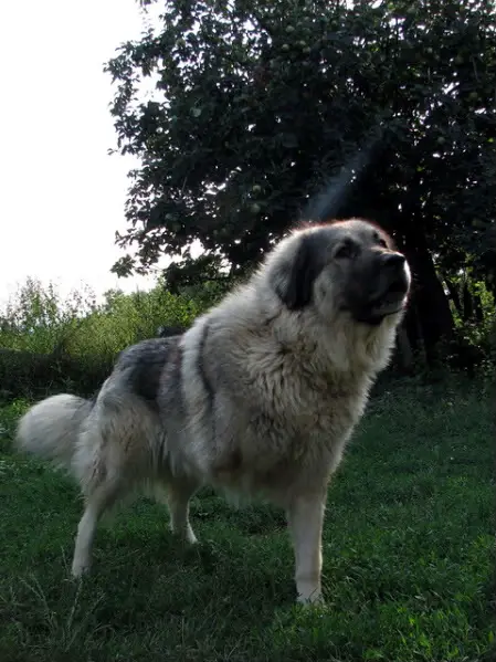 Bona Vranjanka
