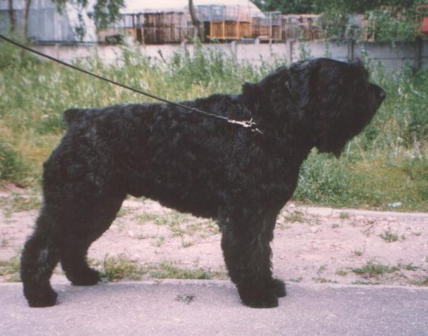 Basco Amon v.d. Vanenblikhoeve