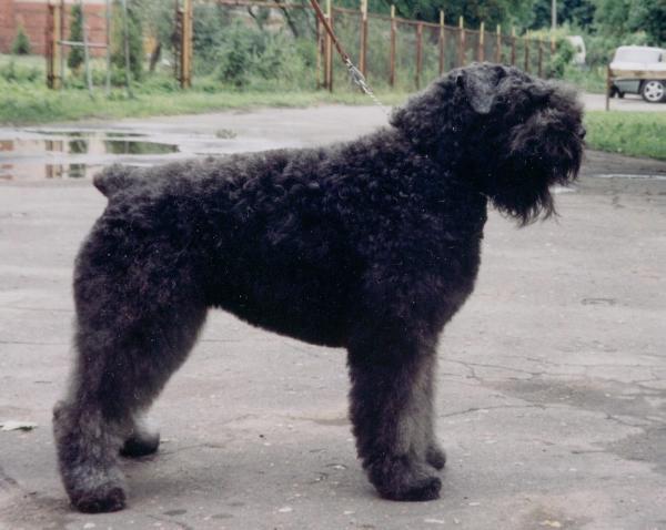 Honneponneke
