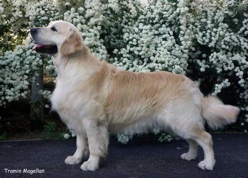 Tramin Magellan