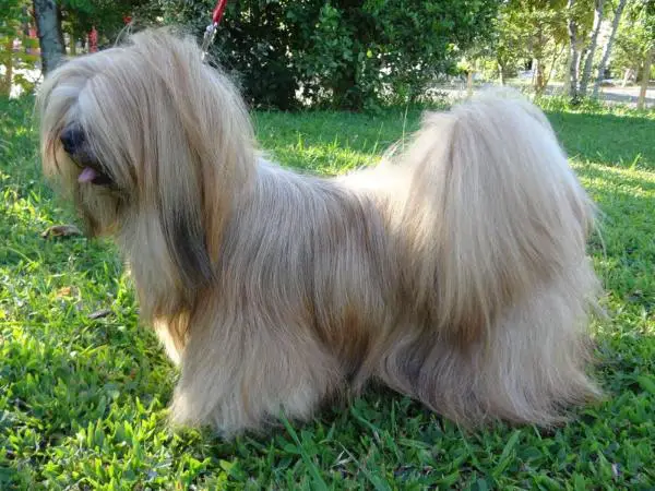 Meg Lindinha Lhasa Mares de Mel