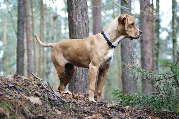 gora des chasseurs des grands pres