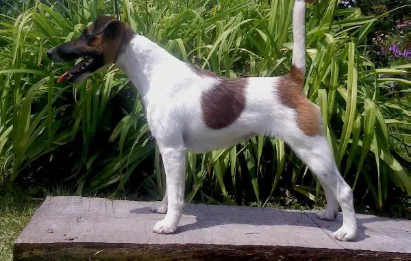 Bulla Artemis-dog