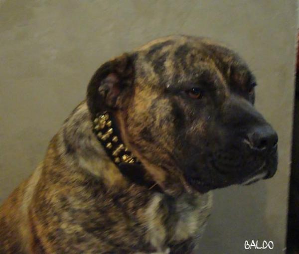 Oldpride Baldo