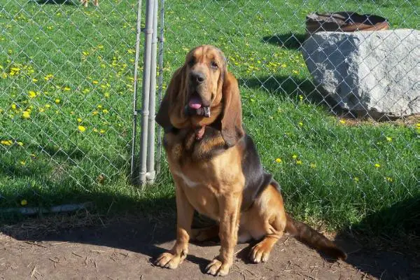 At The Ready King Sampson Of Carolina