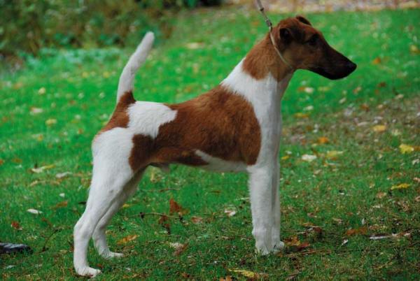 Belfox Igor