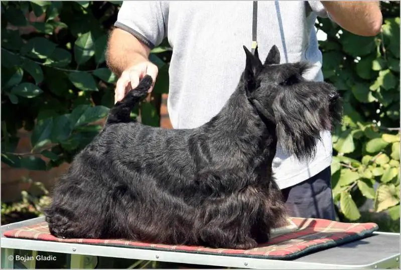 Gulabin's Gentle Gary