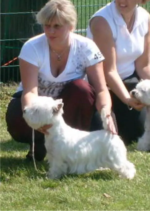 Sugar Starlight  of Whisk Westie