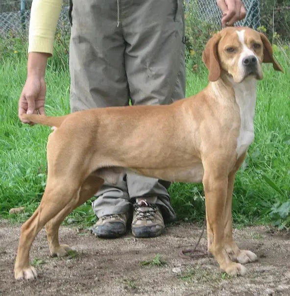 Bogart de vila soeiro