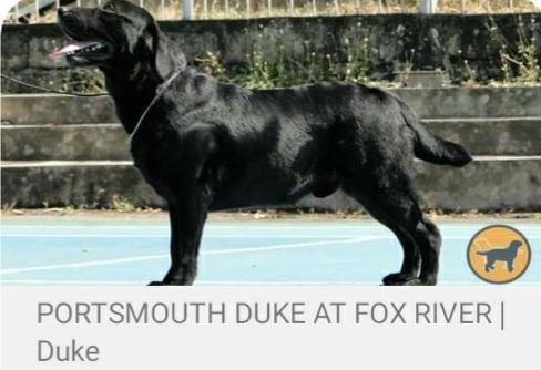Portsmouth Duke At Fox River