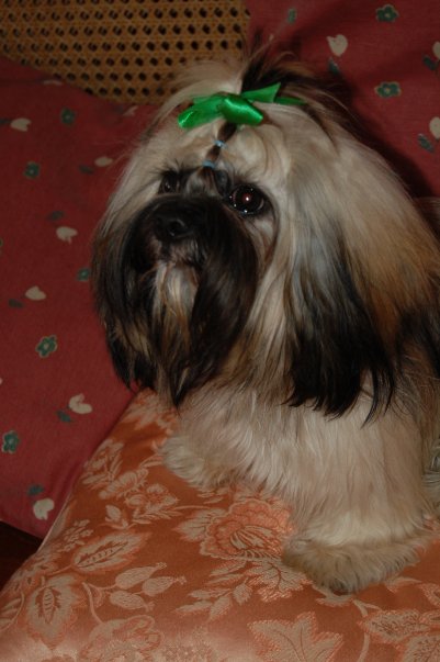 Chelsea Of Cangee