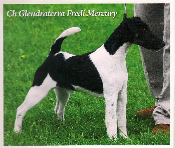 Glendraterra Fredi Mercury