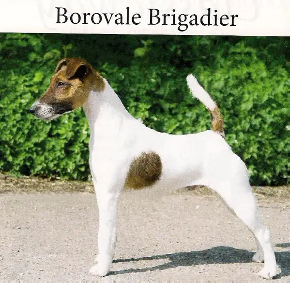Borovale Brigadier