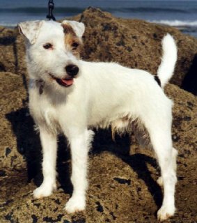 Patch of Mayo Land
