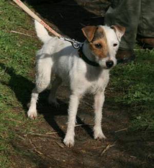 Vanille de la Forge Saint Eloi