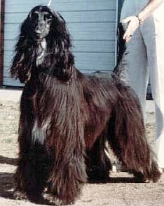 Jorogz' Razzberry of Pahlavi