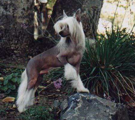 Rohan's Little Lion King SOD