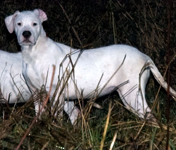 White Ghost¿s Dogo¿s Buena