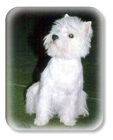Ash Bon Bon Liliput Maggie