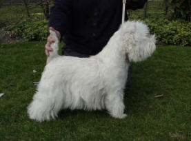 Balmoral's Brooklet Bibi Charlotte