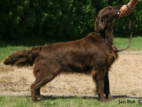 Almanza Sweet Georgia Brown