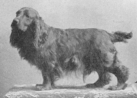Black Duke (Cocker Spaniel)