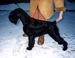 Ekatrina Dutch Sterling