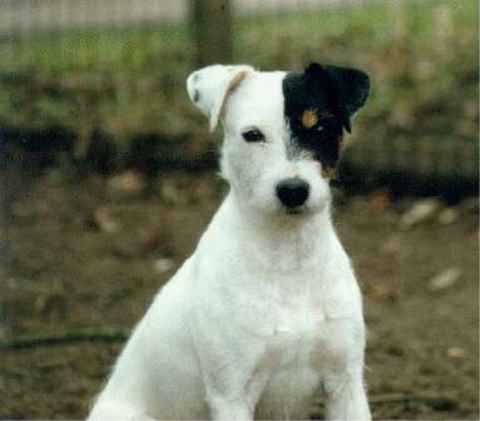 Patch (Rednock) 1987