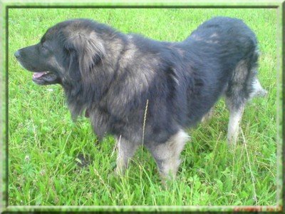ARES Boćka