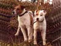 Ground Hill Pip