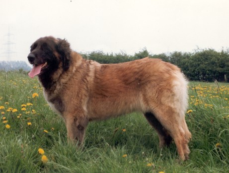 Desiree v. Haus Voerde