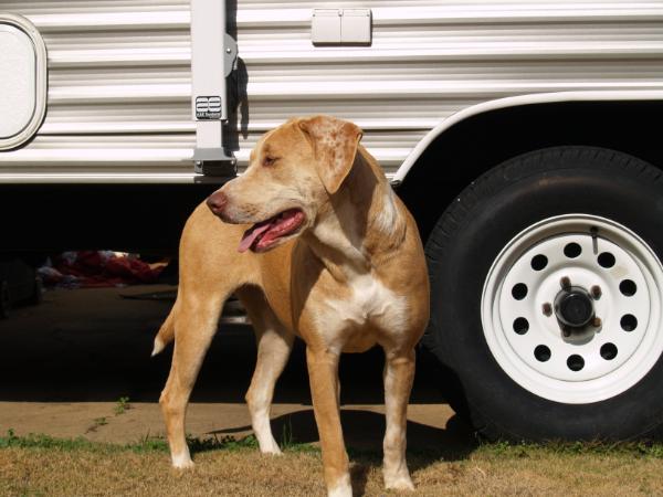 Parke's Mirage (Catahoula Bulldog)