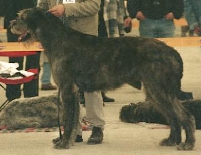 Quincy of Kilmara