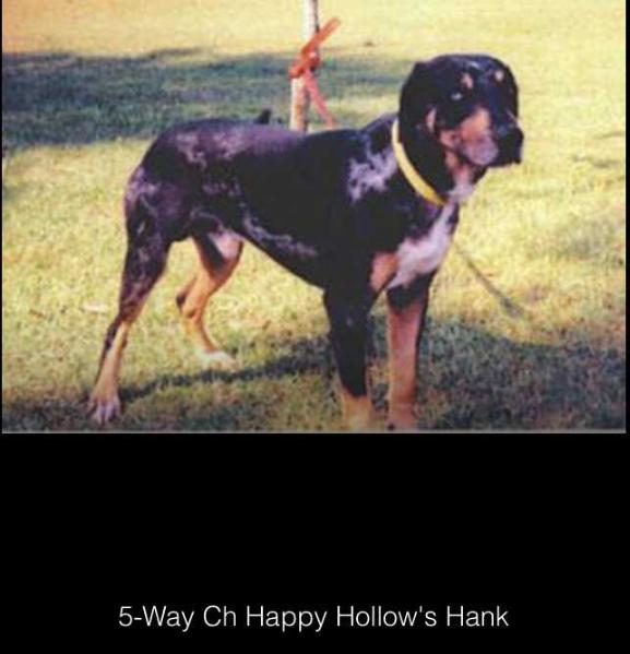Happy Hollow's Hank