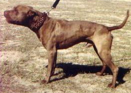 Caldwell S Boogieman