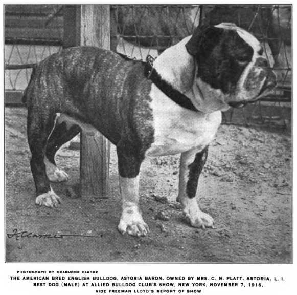 Astoria Baron