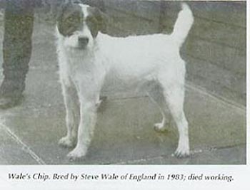 Chip (Beacon)