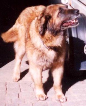 Betty Lesni Lom