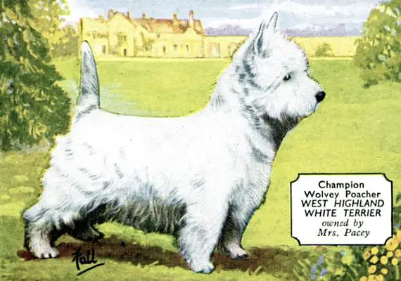 Wolvey Poacher