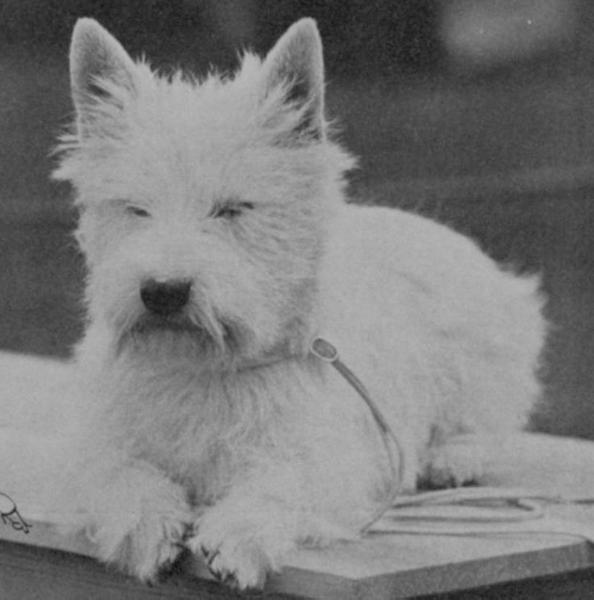 Wolvey Primrose of Edgerstoune