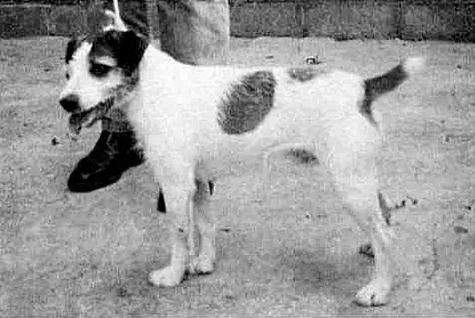 Adsett's George