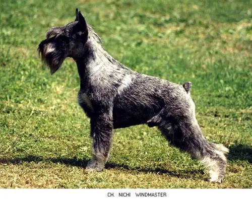 Nichi Windmaster