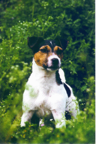 Old Timer de la Sente des Airs