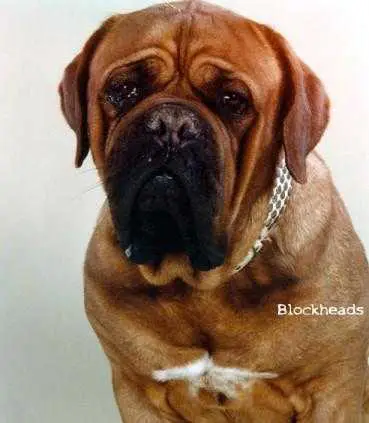 Kobus