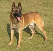 nvbk malinois breeders
