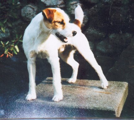 Blencathra Badger