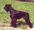 Fame Black Grand Calvera
