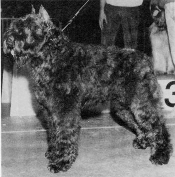 Denver Anoeska v.h. Witteveenseven