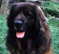 Alf  v. Avalon