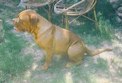 Cujo